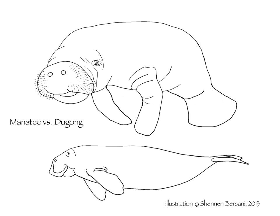 Dugong and manatee coloring page Shennen Bersani