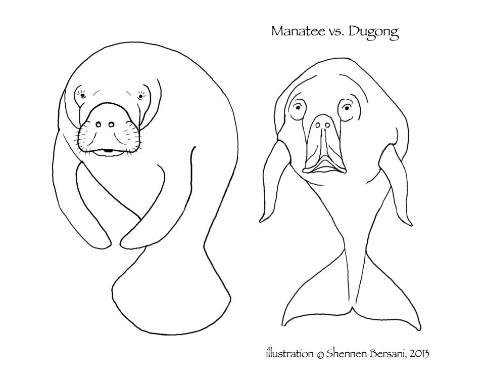 Manatee and Dugong coloring page Shennen Bersani