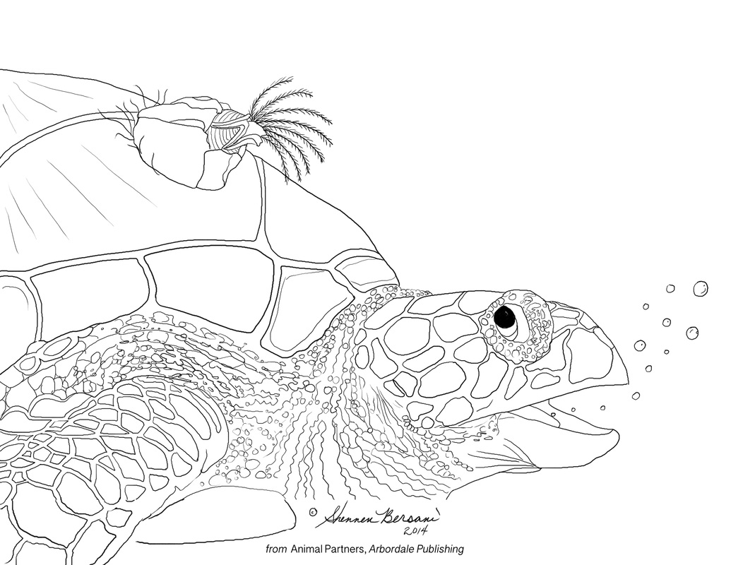 turtle and barnacle Animal Partners coloring page Shennen Bersani