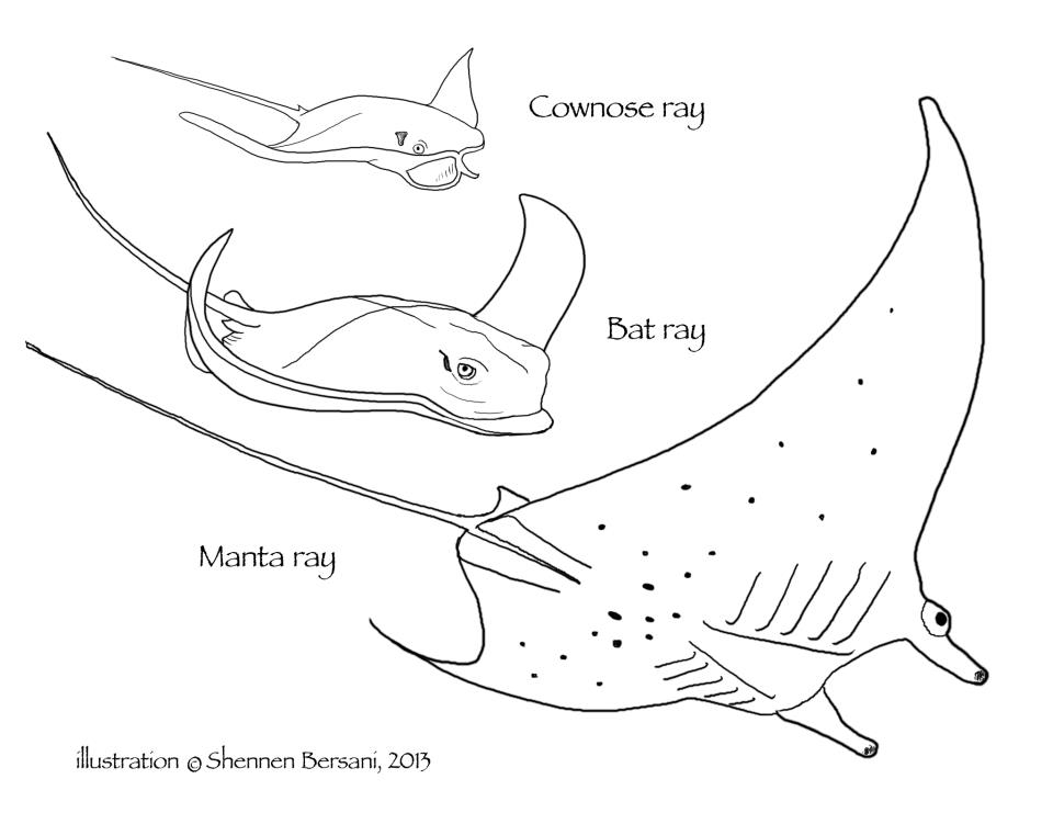 Cownose Ray, Bat ray, Manta ray coloring page Shennen Bersani
